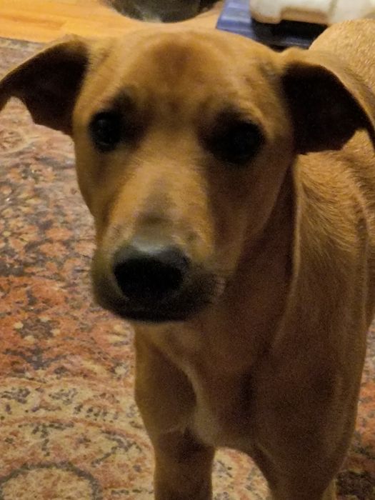 Хлопець метис шукае родину