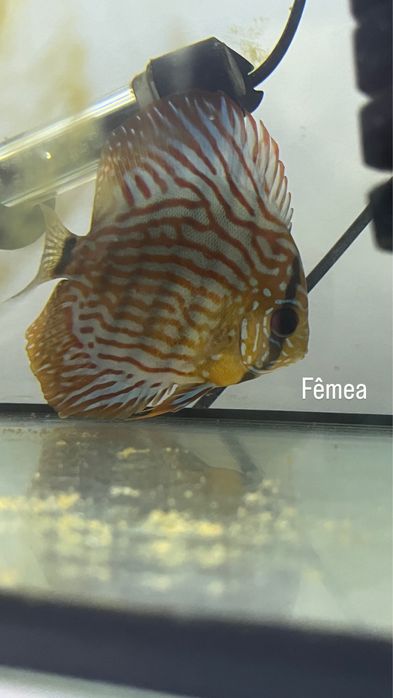 Ultimos 4 Discus com aprox. ate 5 cm
