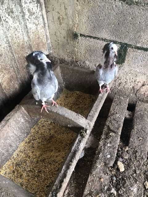 Casal de pombas capochino