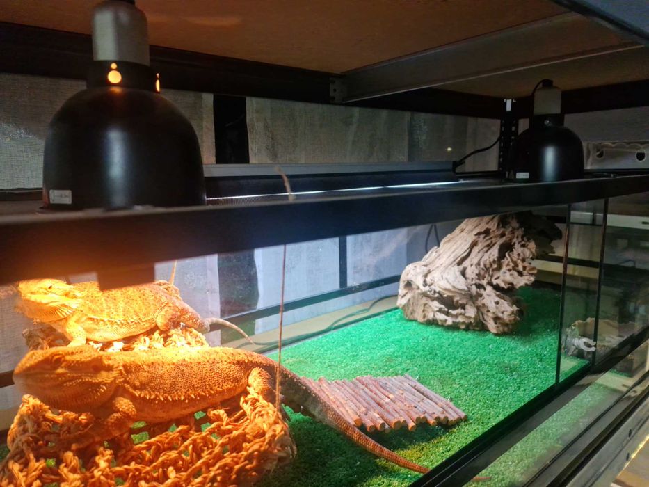 Vendo terrário para répteis