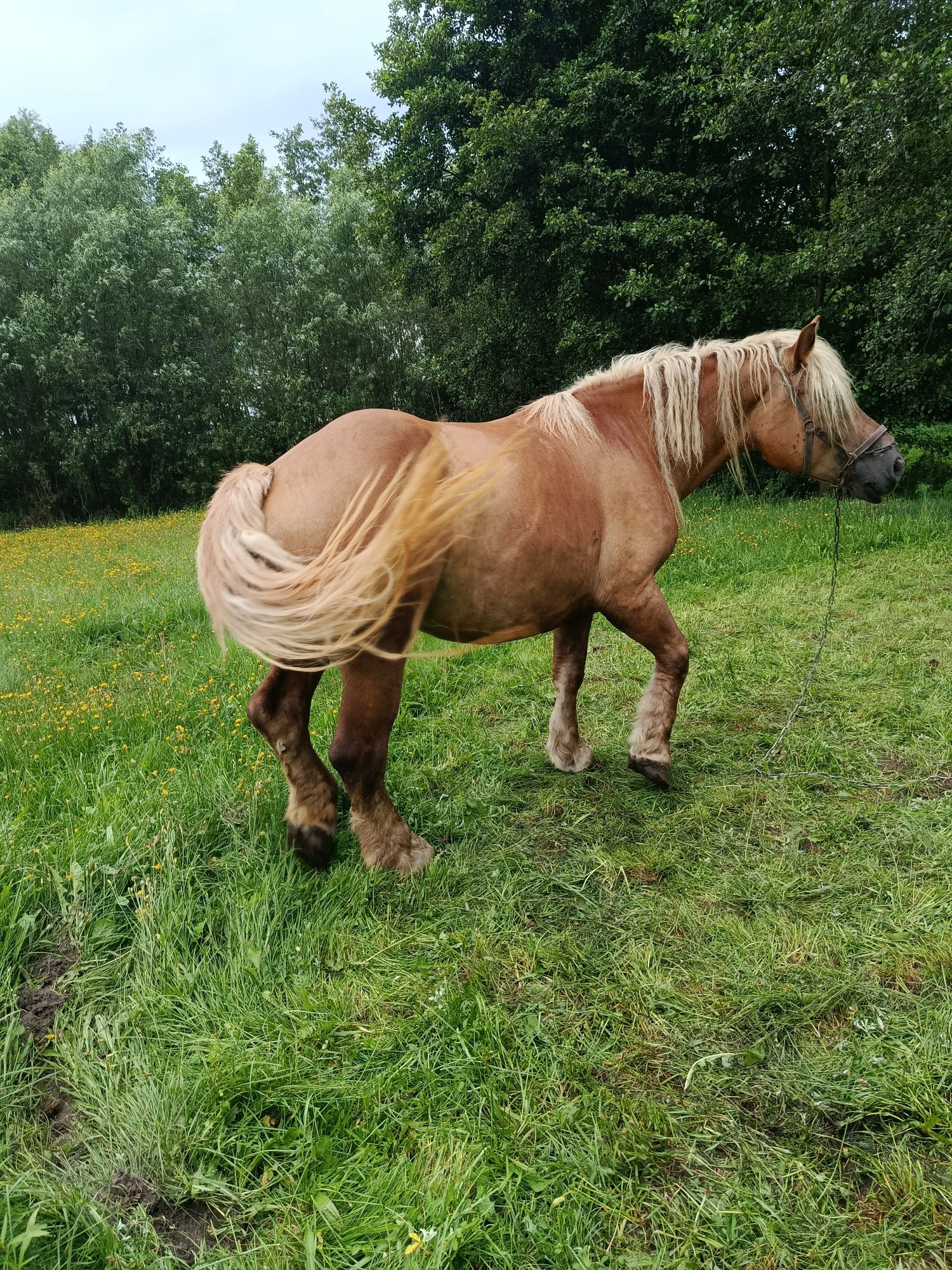 Klacz cztery lata