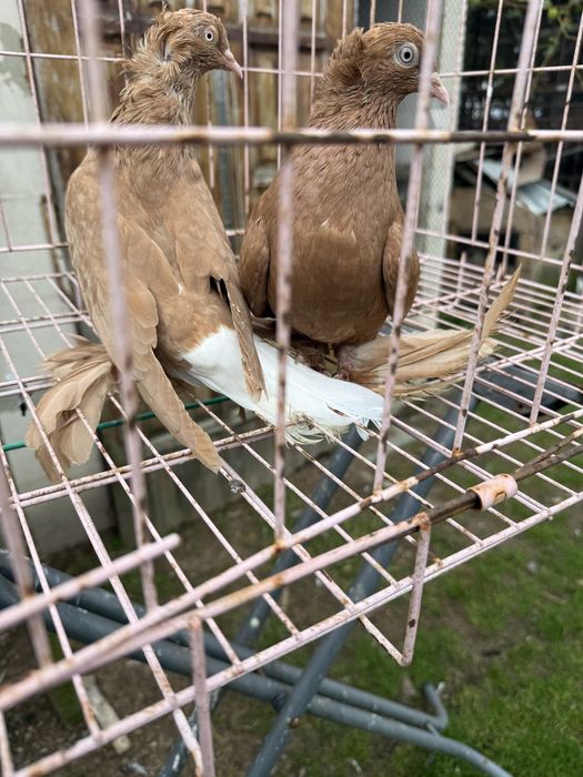 Sprzedam wiszfany zolte koroniate kosmate