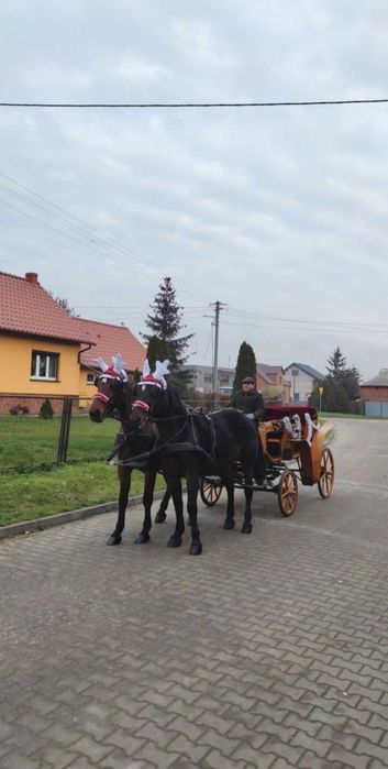 Klacz 18 letnia ze źrebakiem 5-cio miesięcznym rasy śląskiej.