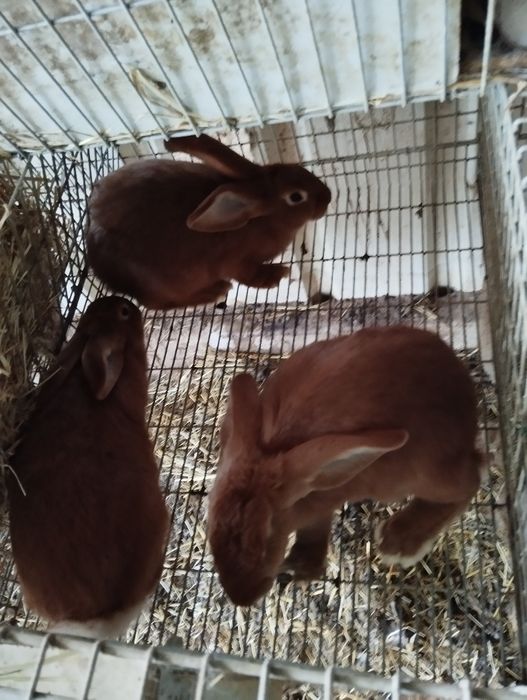 Vendo coelhos raça gigantes mariposa puros machos fêmeas reprodutores