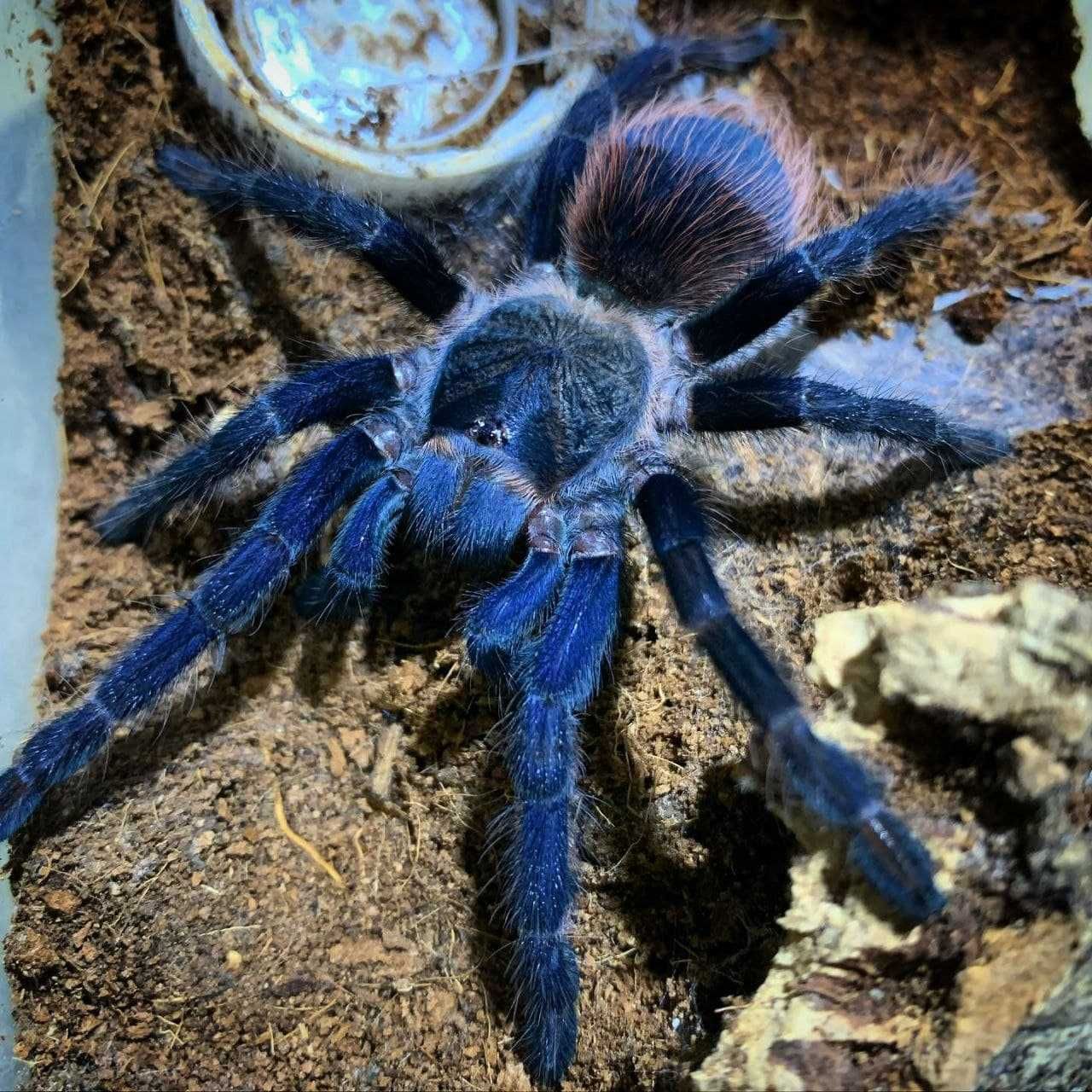 Самцы синего тарантула для новичков