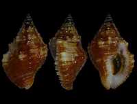 Muszle morskie- Gemophos auritulus