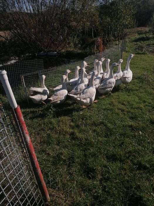 Sprzedam gęsi do uboju