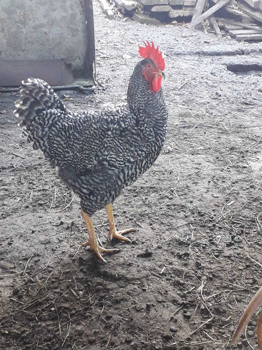 Півники породи Амрокс