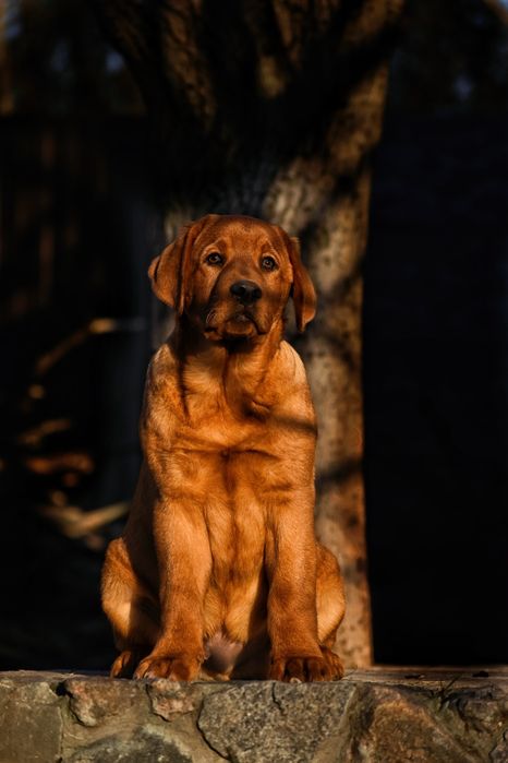 Лабрадор фоксред ексклюзив
