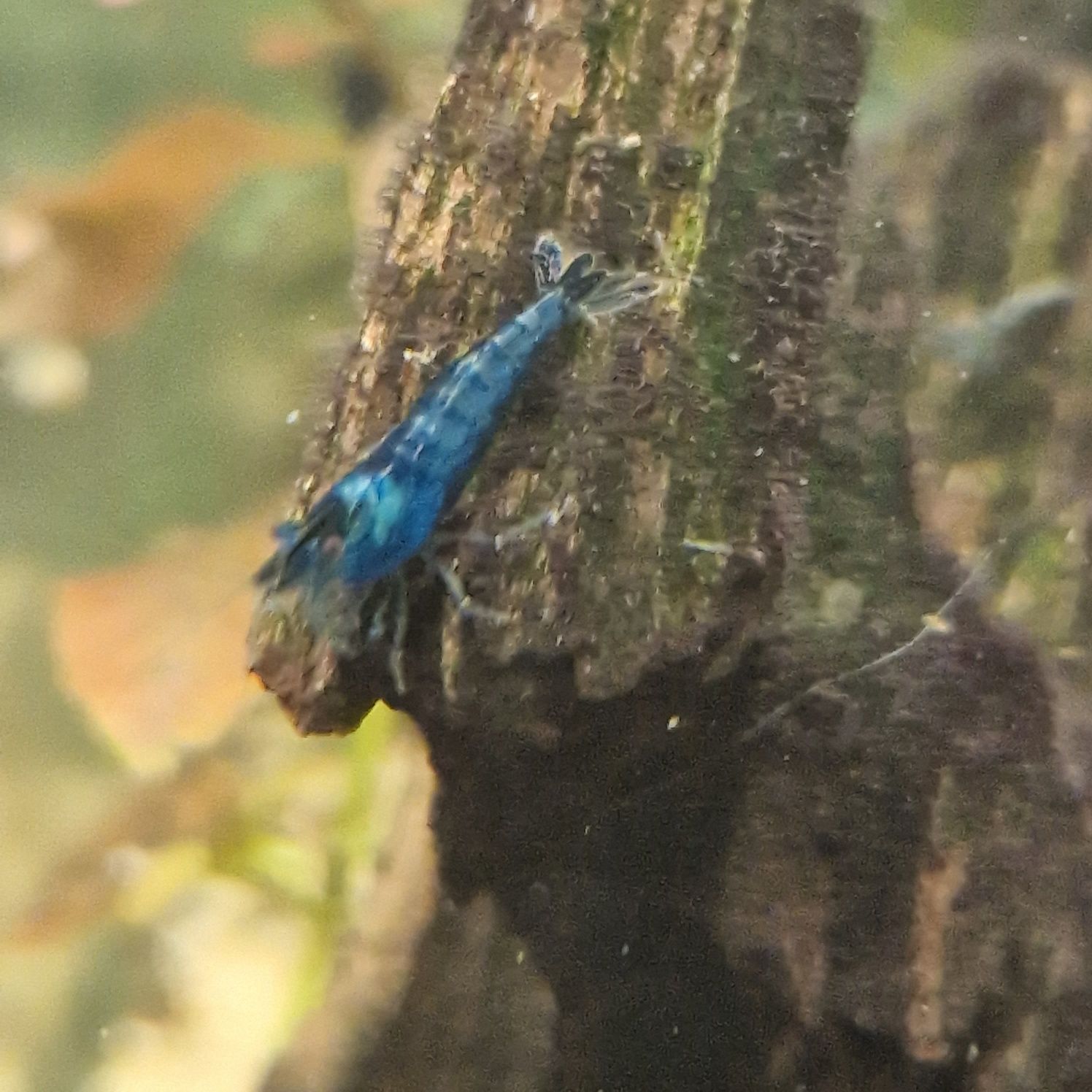 Camarões neocaridina blue Dream