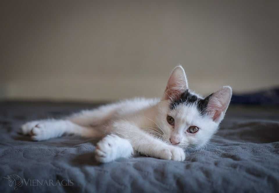 Biało Czarne cuda do adopcji