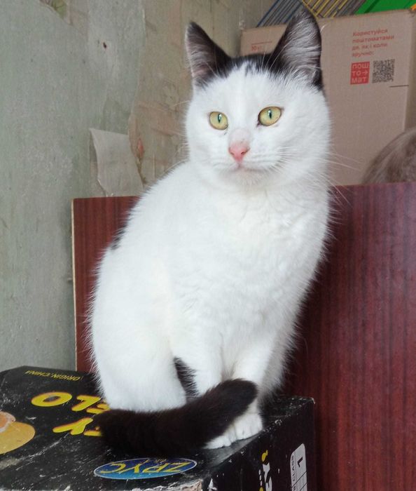 Меліса з зони бойових дій. Подаруйте їй дім!