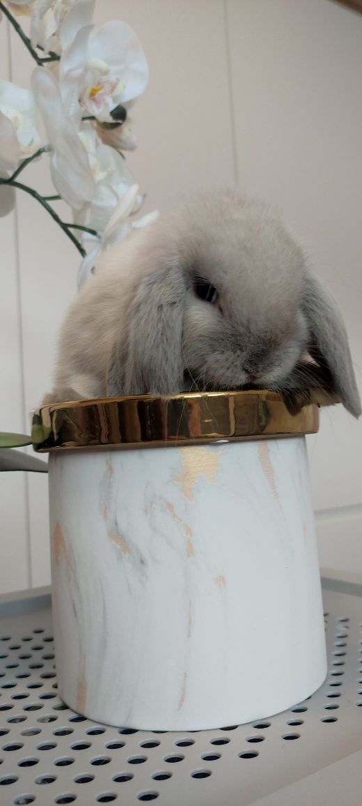 Mini Lop królik gotowe do odbioru