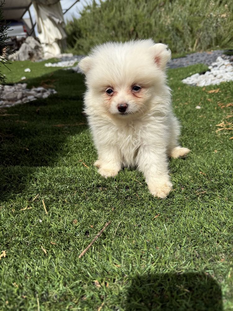 Lulu da poumorania miniatura