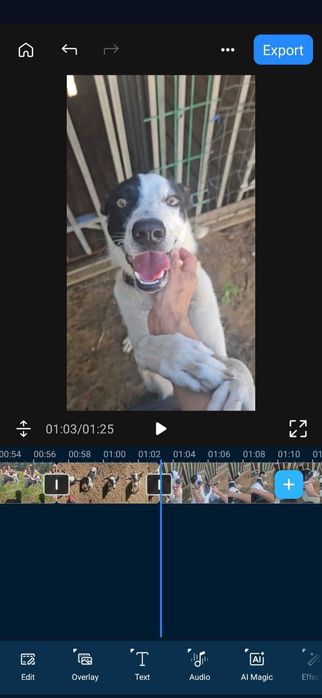 Najgorzej znosi schronisko. Biedny psiaczek tak się wtula...