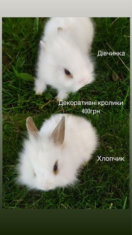 Декоративні кролики