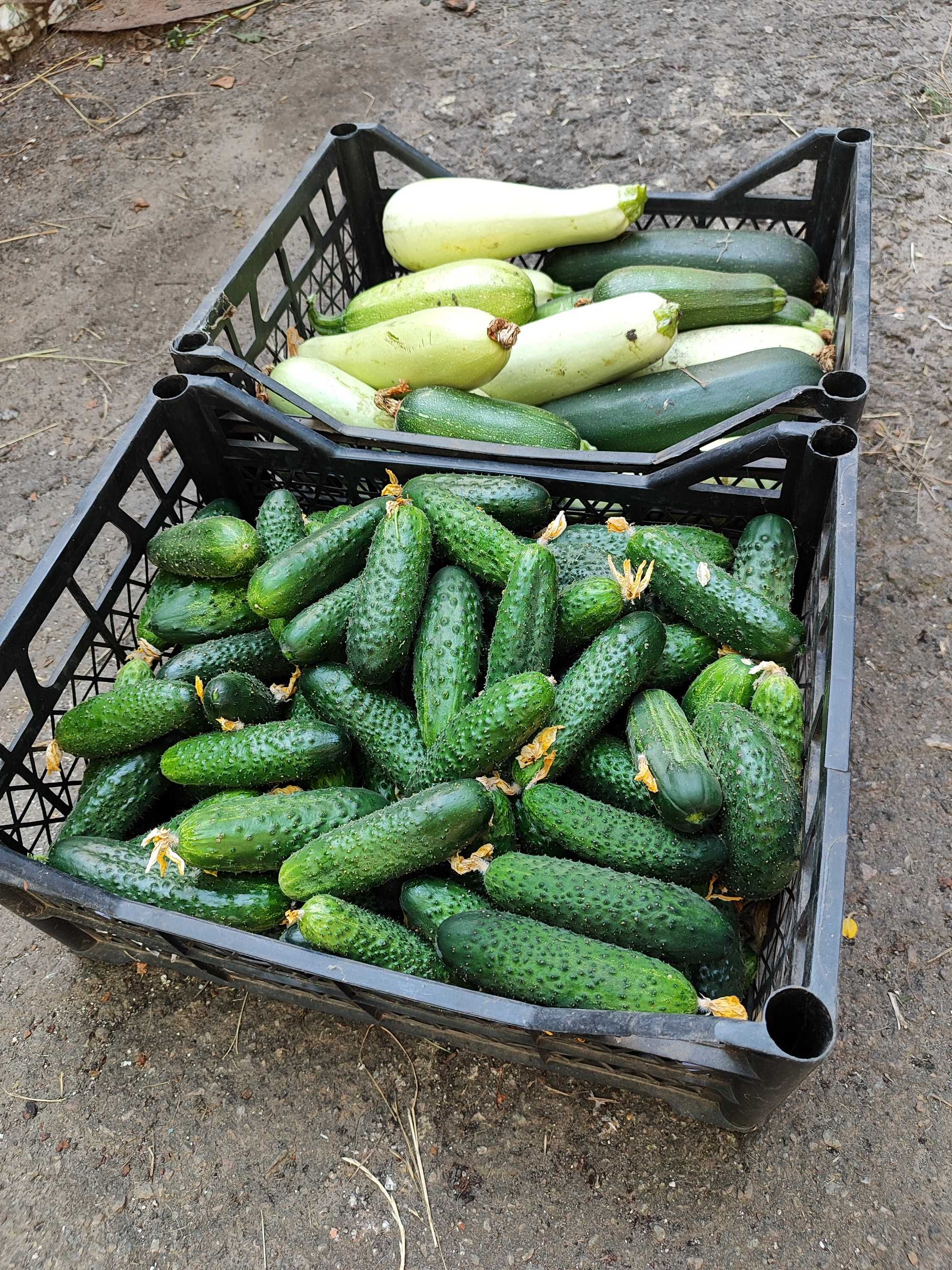 Продам огірки домашні