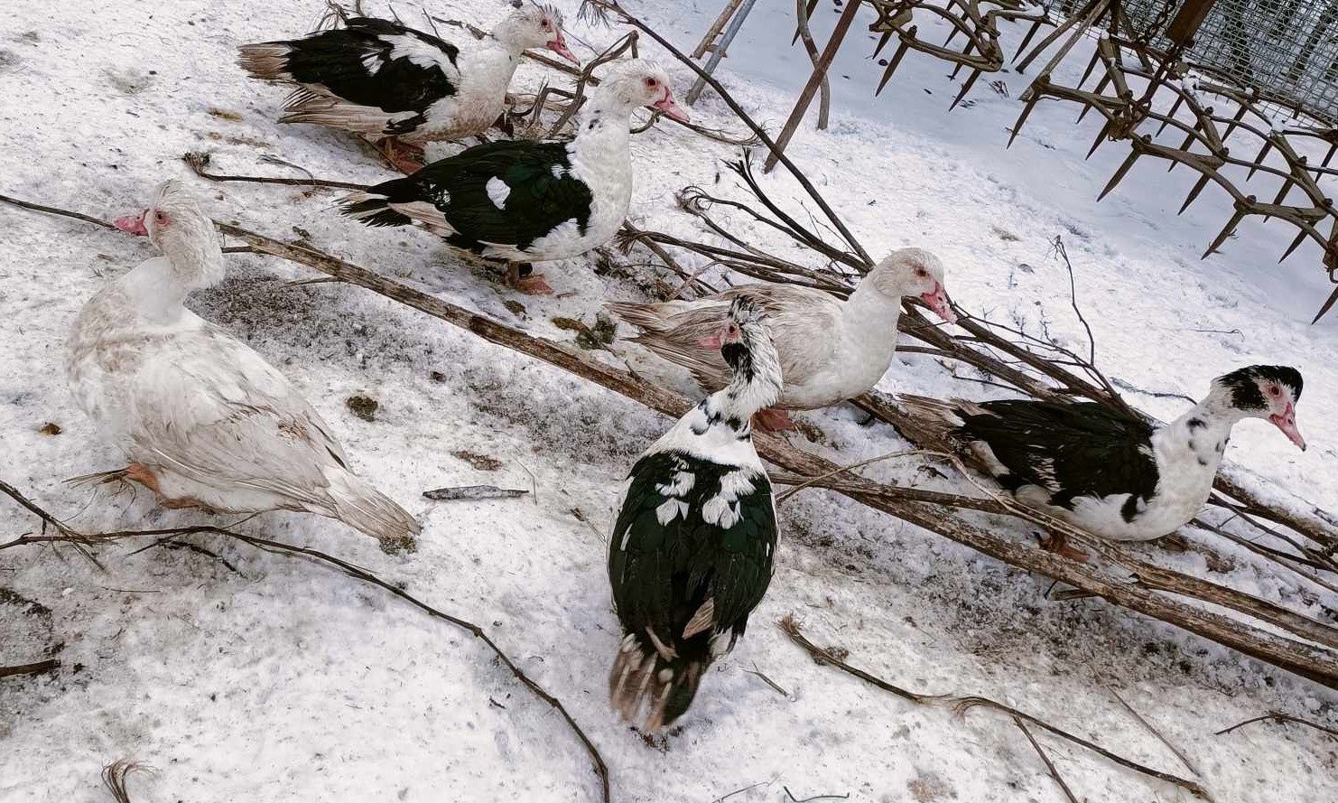 Kaczki z naturalnego chowu(ostatnie sztuki)