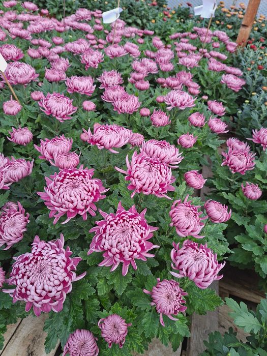 Sprzedaż chryzantem Kożuchów i Strzyżów