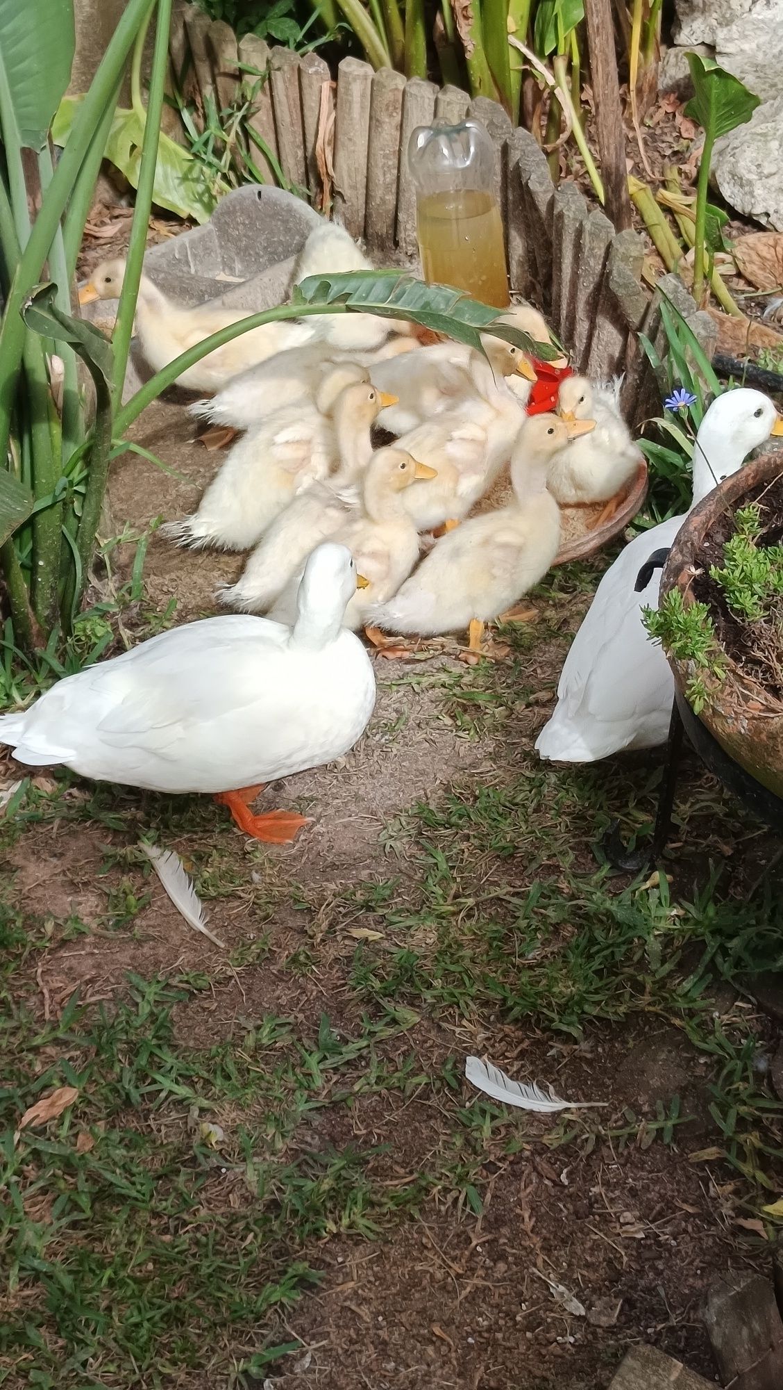 Vendo patos PEQUIM médios