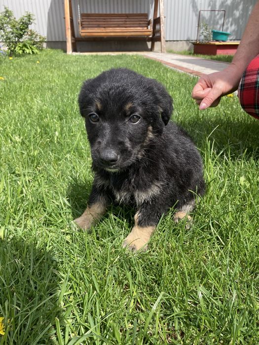 Віддамо дівчинку в добрі руки