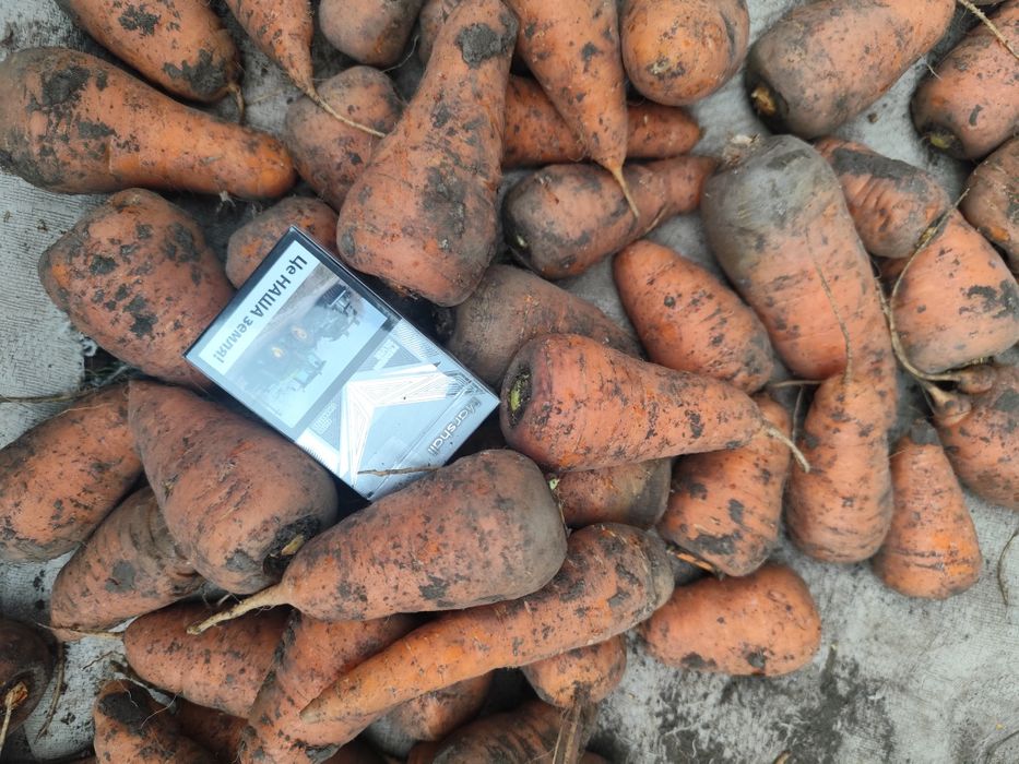 Продам домашню моркву