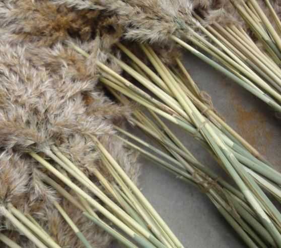 Trawa pampasowa  beżowa 140cm naturalna PIĘKNA