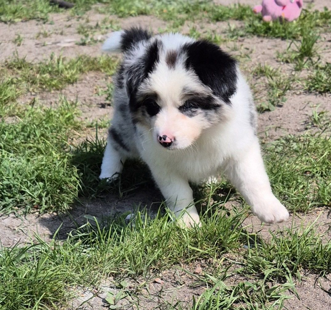 Suczka border collie