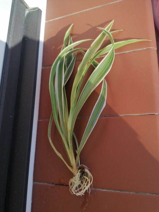 Ukorzeniona sadzonka zielistka rośliny zielone domowe