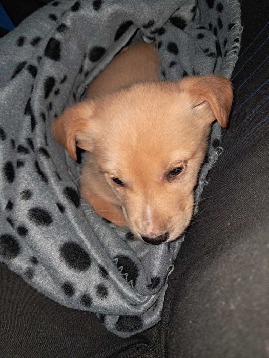 Bebés com cerca de 3 meses de idade para adoção responsável