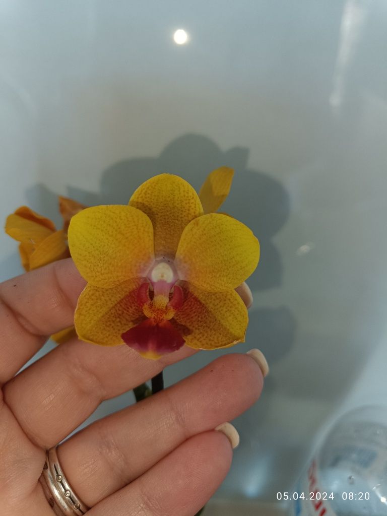 Орхидея мультифлора парфюмерная фабрика