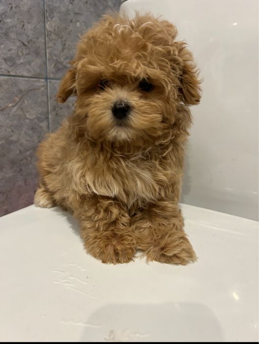 Мини мальчик мальтипу пудель