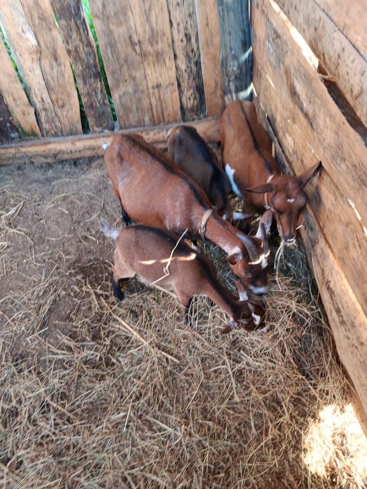 Vendo casal de cabras anas