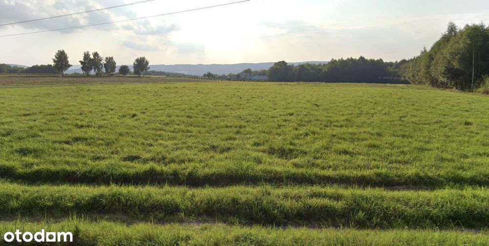 Działka rolna z WZ | Droga  | Pod lasem | Tereny zielone