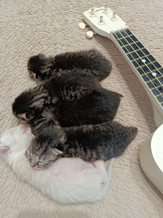 Кошенята мармурові скоріш фолд