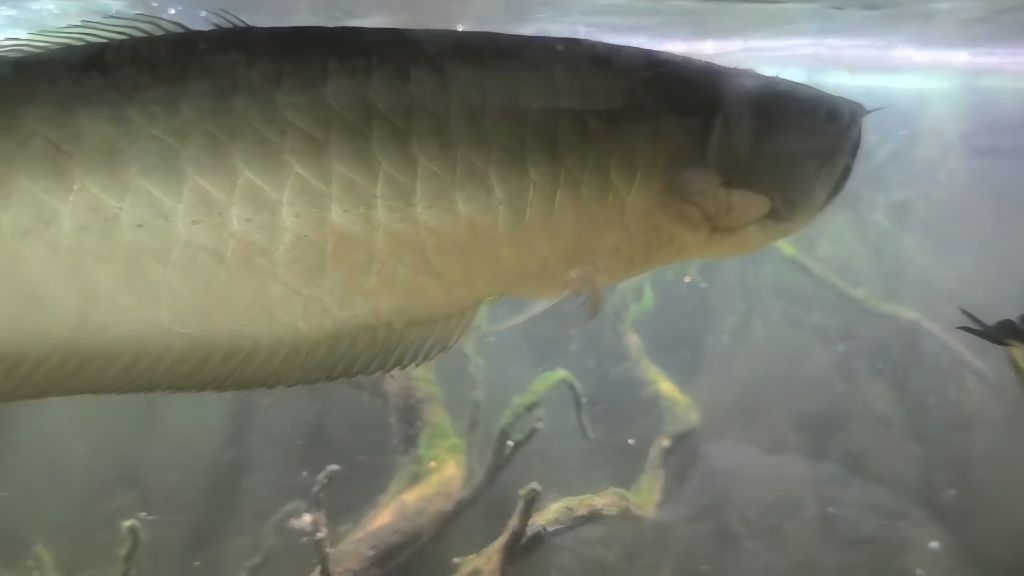 Arowana PRETEADA 70CM
