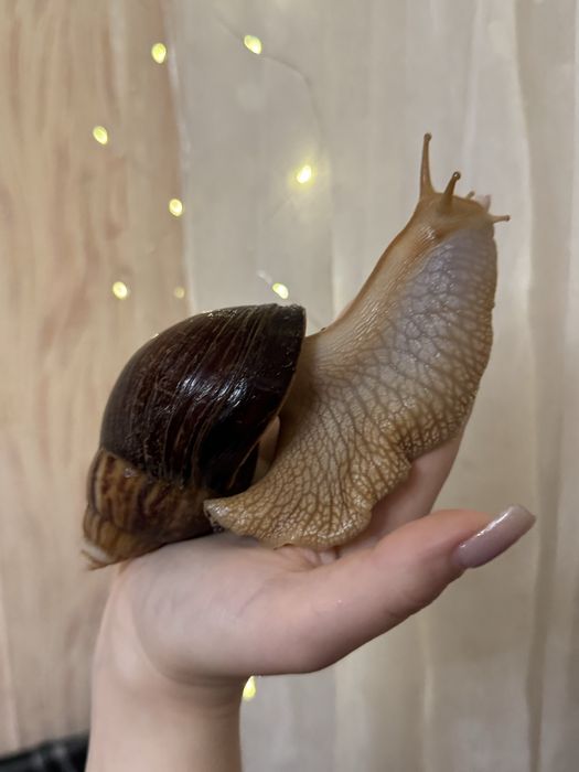 Косметичні равлики Ахатини