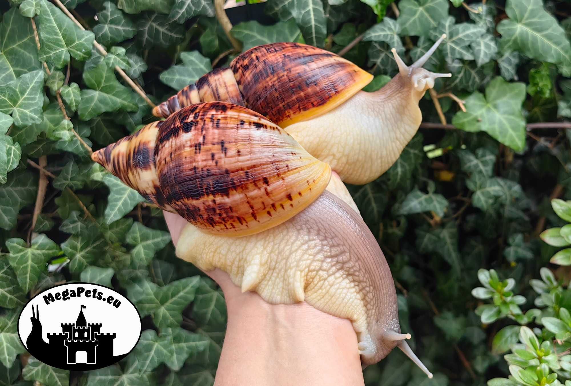 Ślimaki afrykańskie Lissachatina reticulata Achatina Archachatina