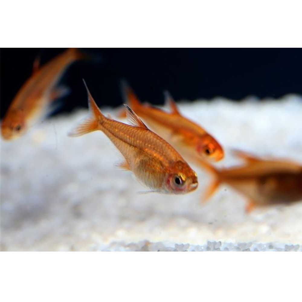 Hyphessobrycon amandae – Bystrzyk Amandy - WYSYŁKA