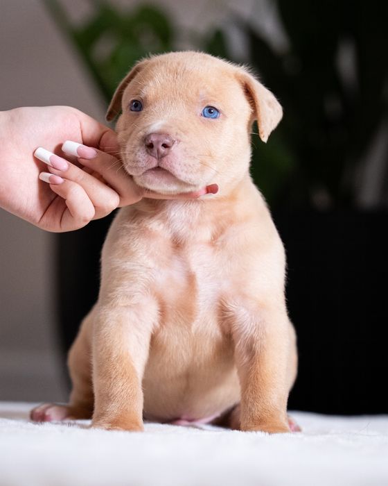 American Bully XL - Pies