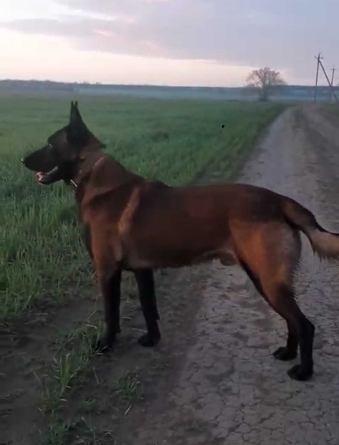 Бельгійська вівчарка, Малінуа. В'язка