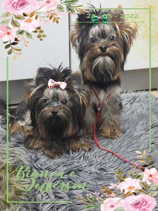 Yorkshire terrier miniaturka 1.60 kg suczka Misia paszport