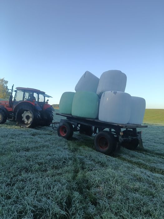 Sianokiszonka kończyna