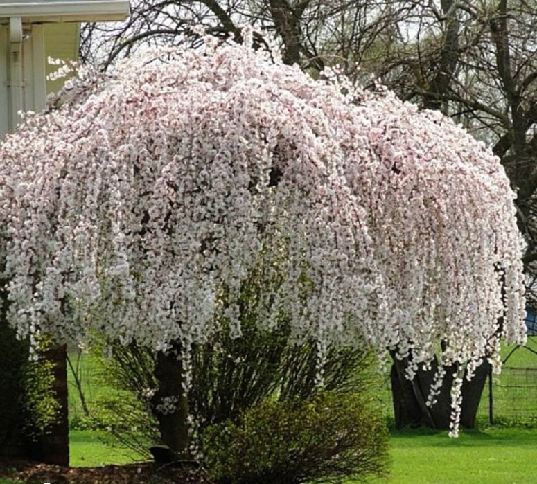 Декоративні саджанці