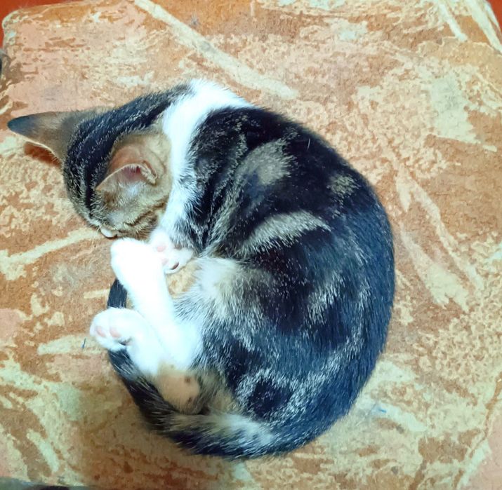 Котята котики красивый котенок