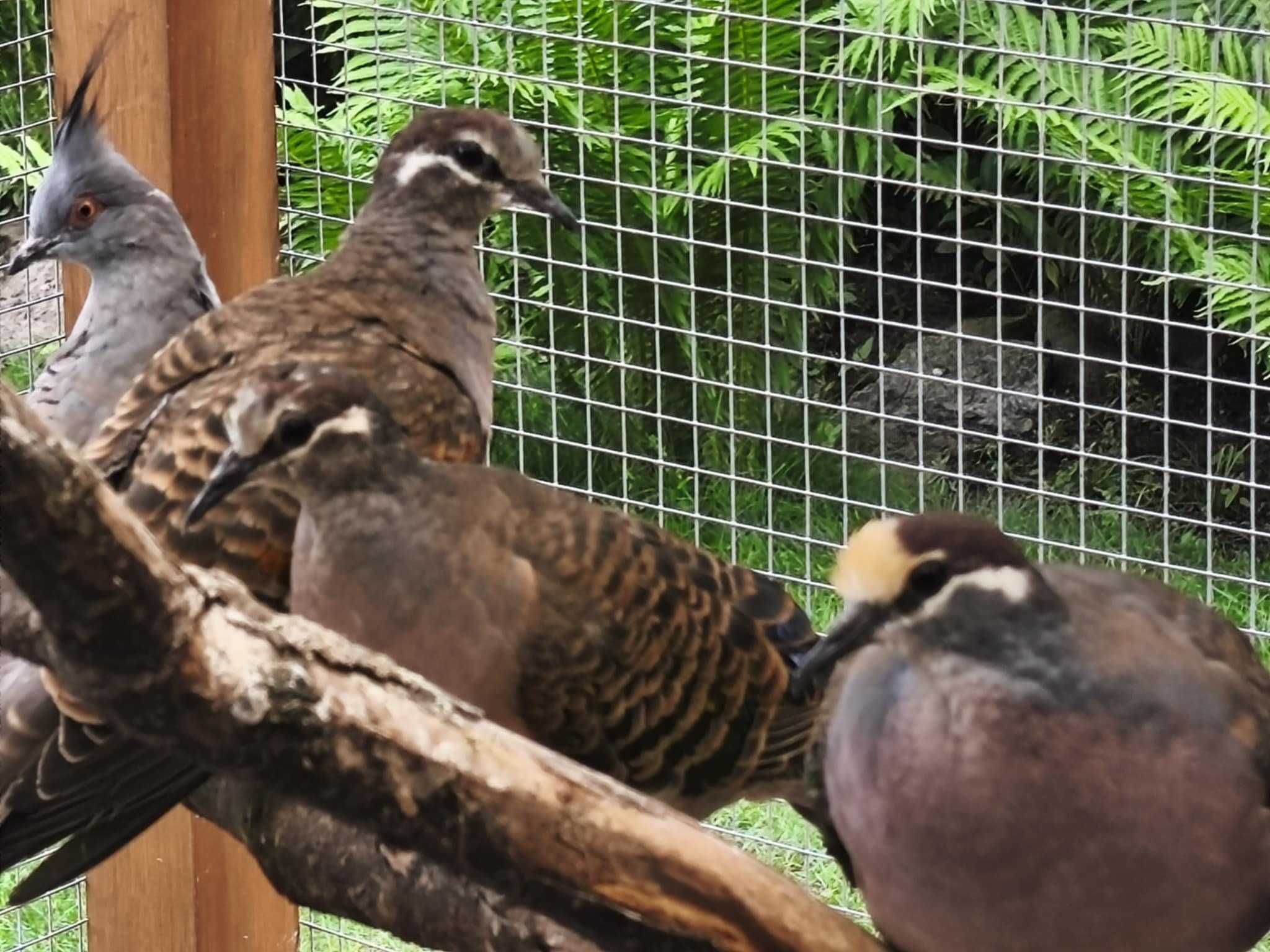 Błyskolotki miedzianoskrzydłe (łac.Phaps chalcoptera)