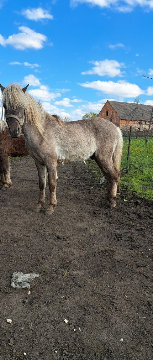 Kucyk wałaszek Izabel 118 cm