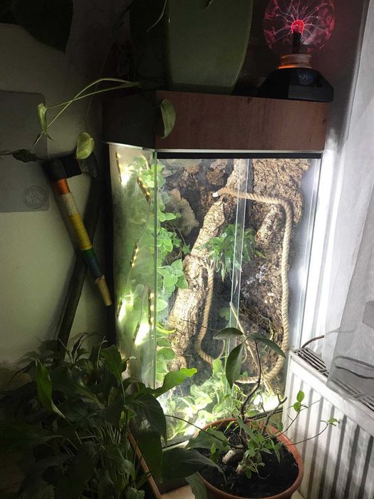 Terrarium dla kameleona (ENG: terrarium for chameleon)
