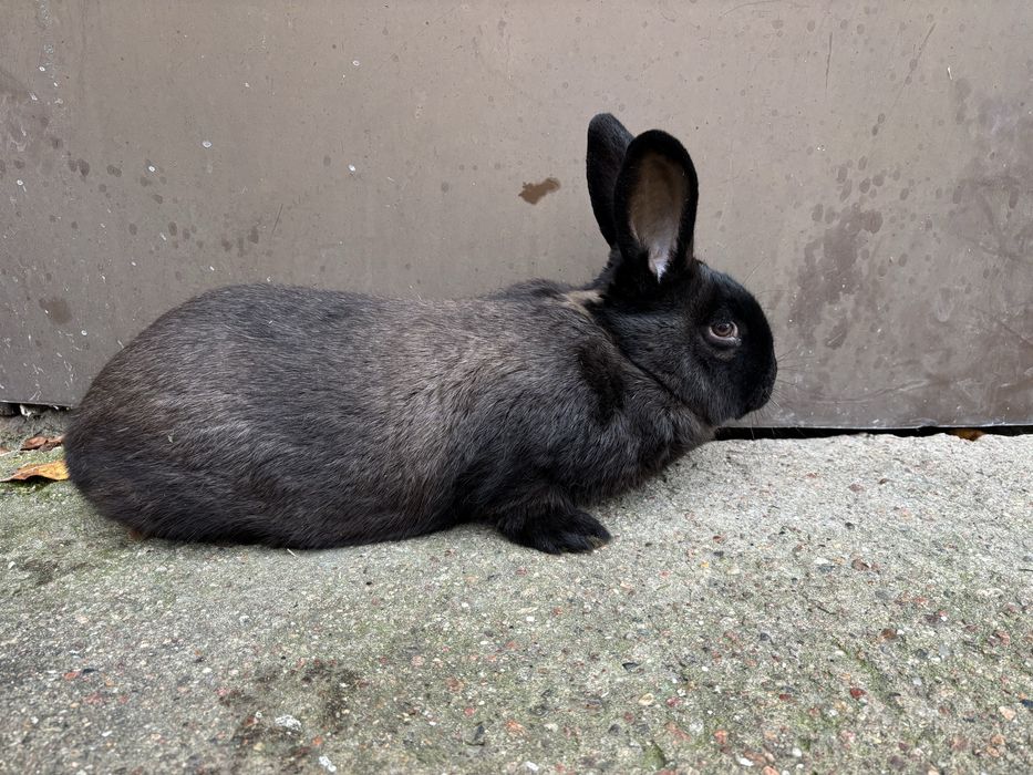 Kroliki Kuna Wileka Brązowa KWB samiec