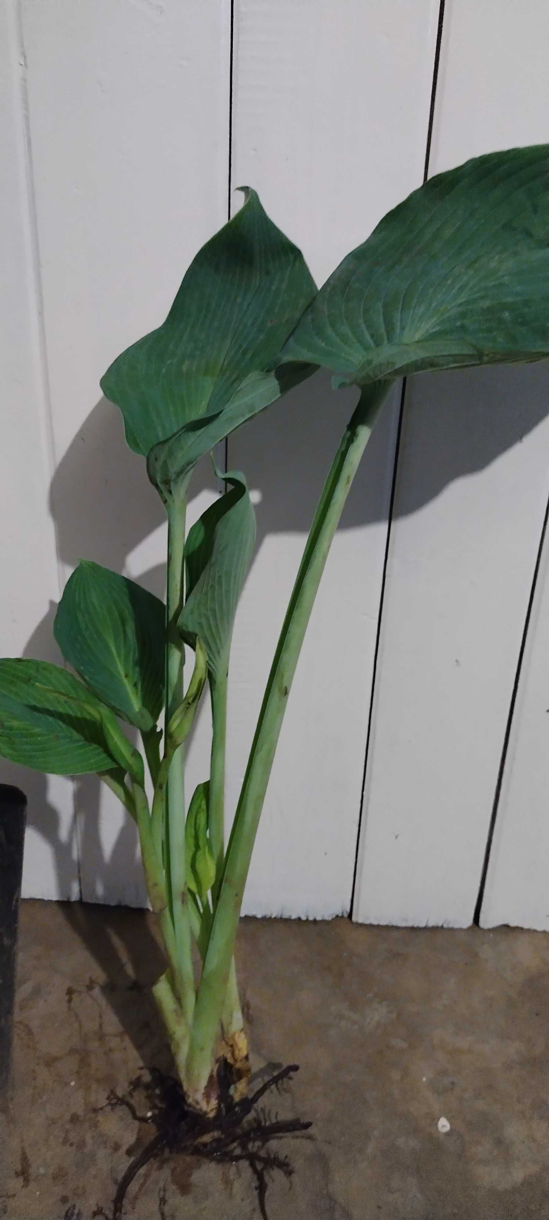 Hosta Olbrzymia /Funkia